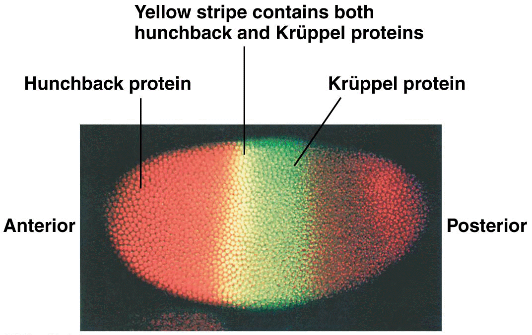 Visualization of gap gene expression in a Drosophila embryo