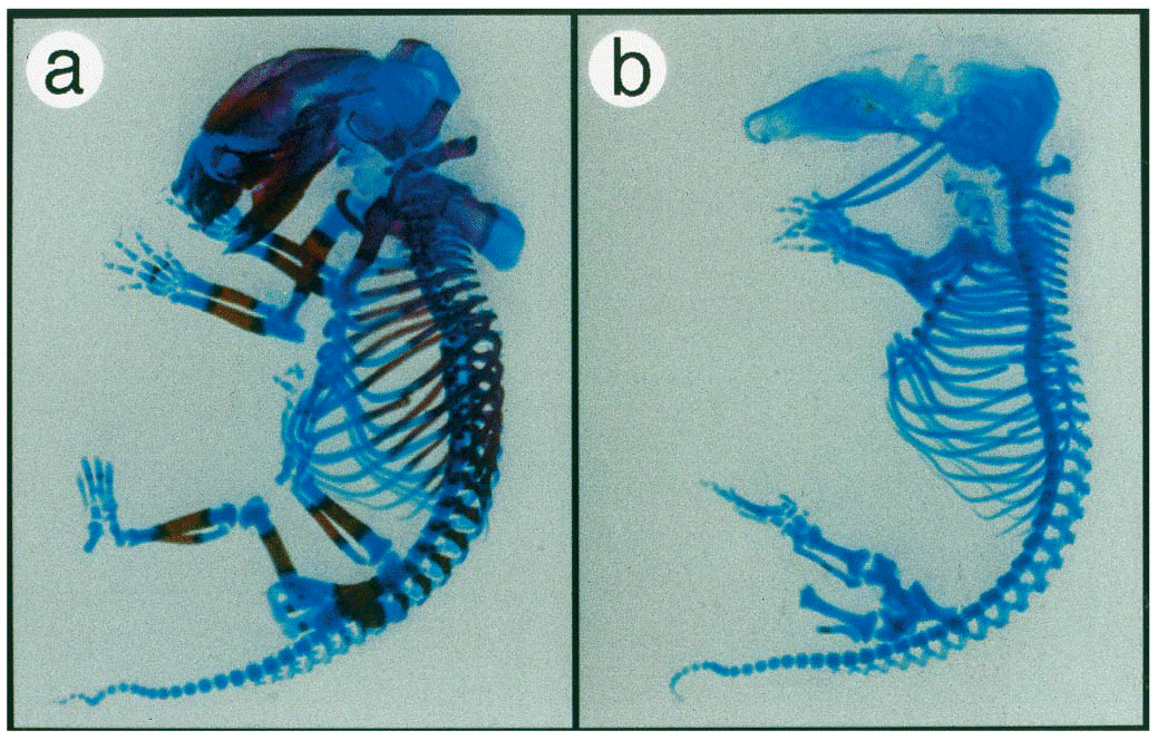 Bone formation in normal mice and mutants for the runt gene Cbfa1