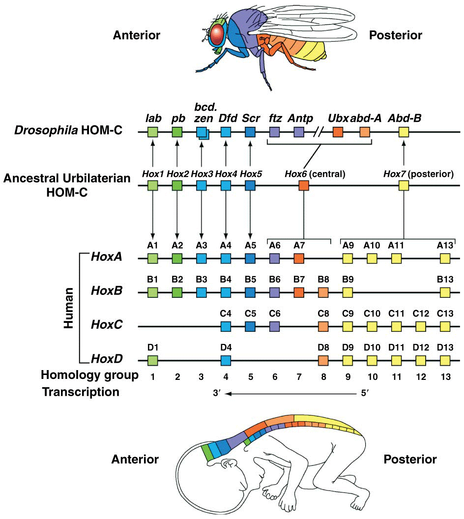 Conservation of organization and patterns of expression in Hox genes