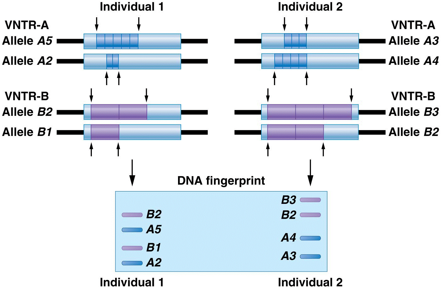 DNA fingerprint at two VNTR loci for two individuals