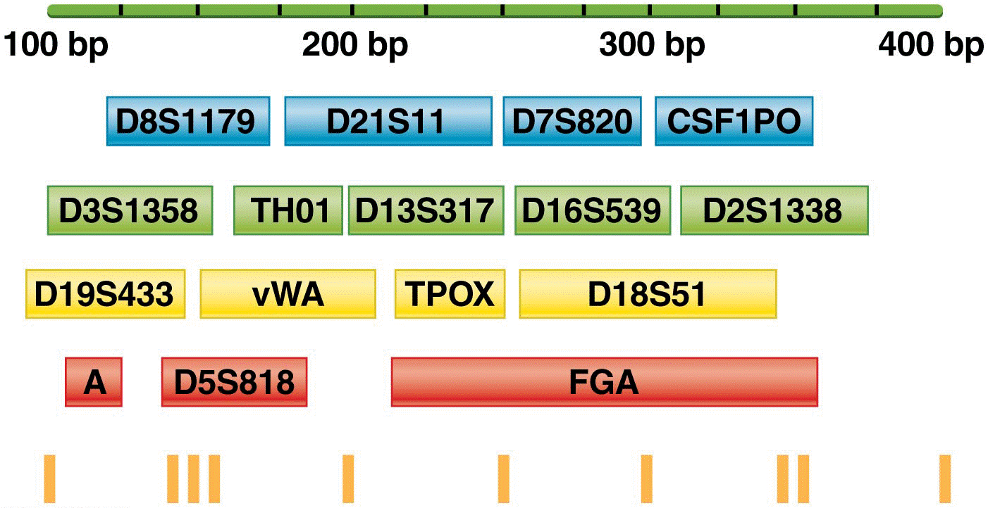 Relative size ranges and fluorescent dye labeling colors of 16 STR 