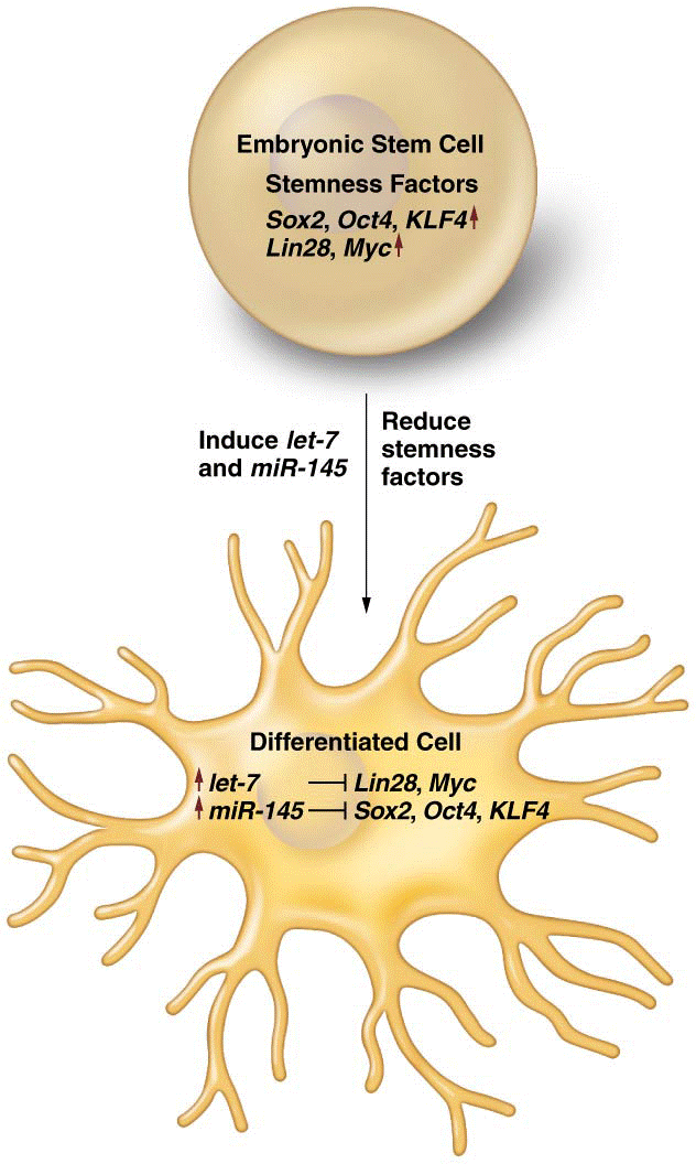 miRNAs regulate embryonic stem cell differentiation