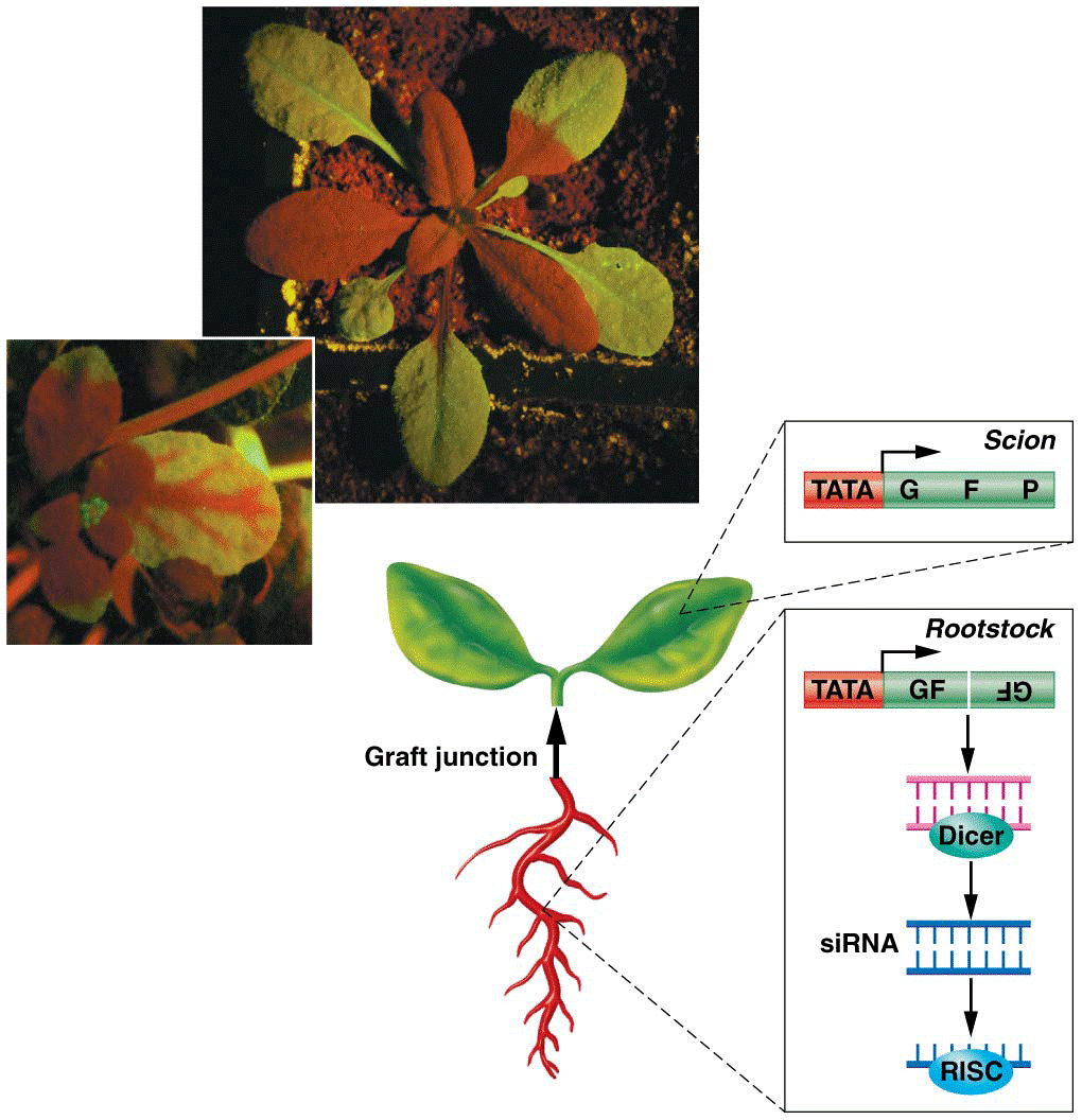 RNAs are transported between cells in plants