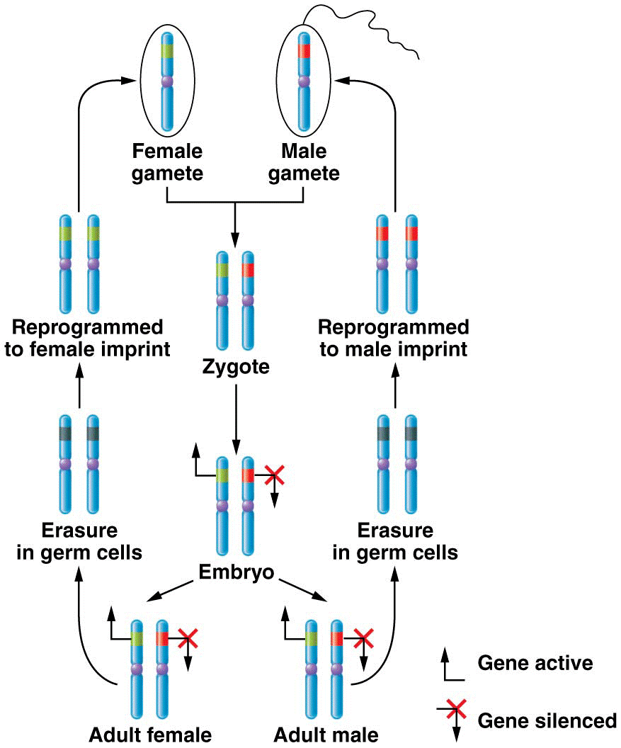 Imprinting patterns are reprogrammed each generation 