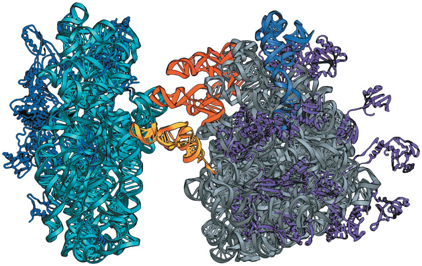 Opener Crystal structure of a Thermus thermophilus