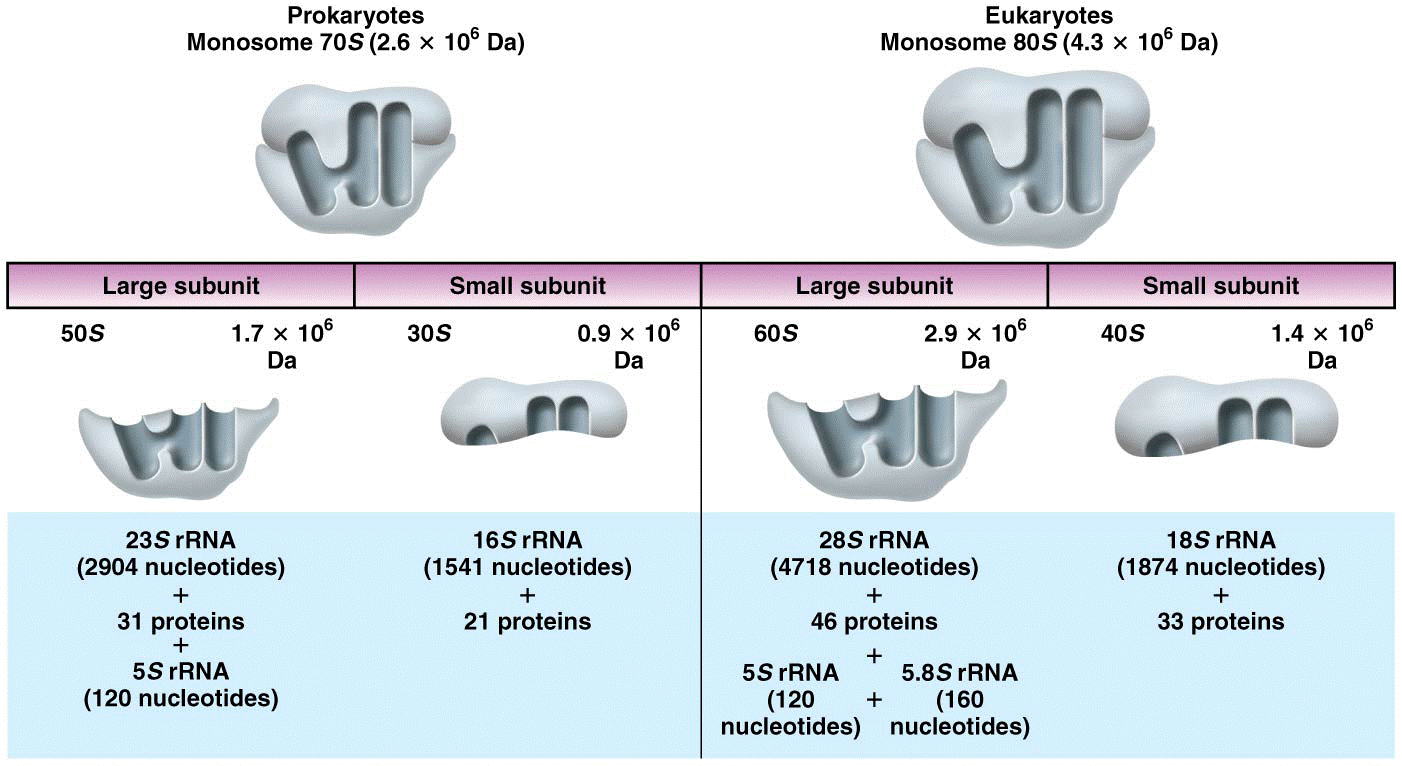 A comparison of the components in prokaryotic and eukaryotic ribosomes