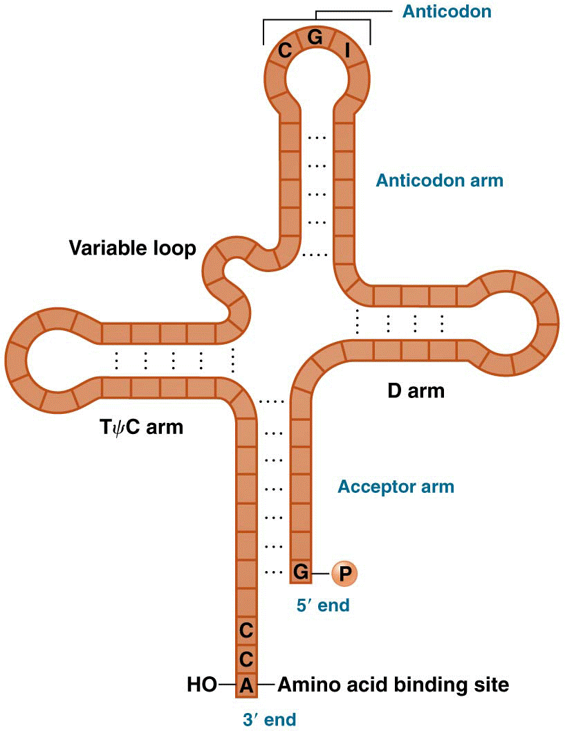 Holley’s two-dimensional cloverleaf model of transfer RNA