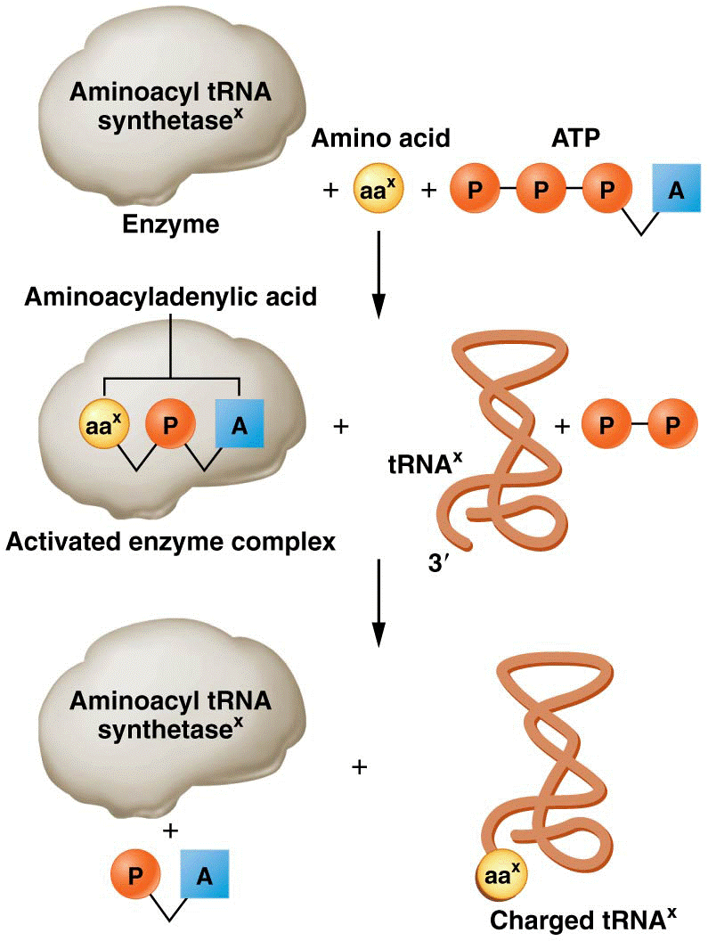 Steps involved in charging tRNA