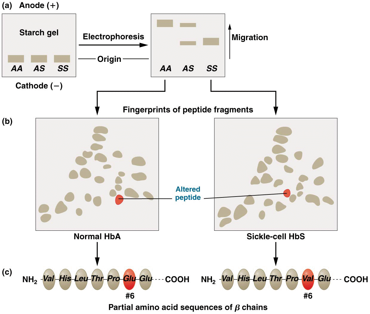 Investigation of hemoglobin derived from HbAHbA, HbAHbS, and HbSHbS