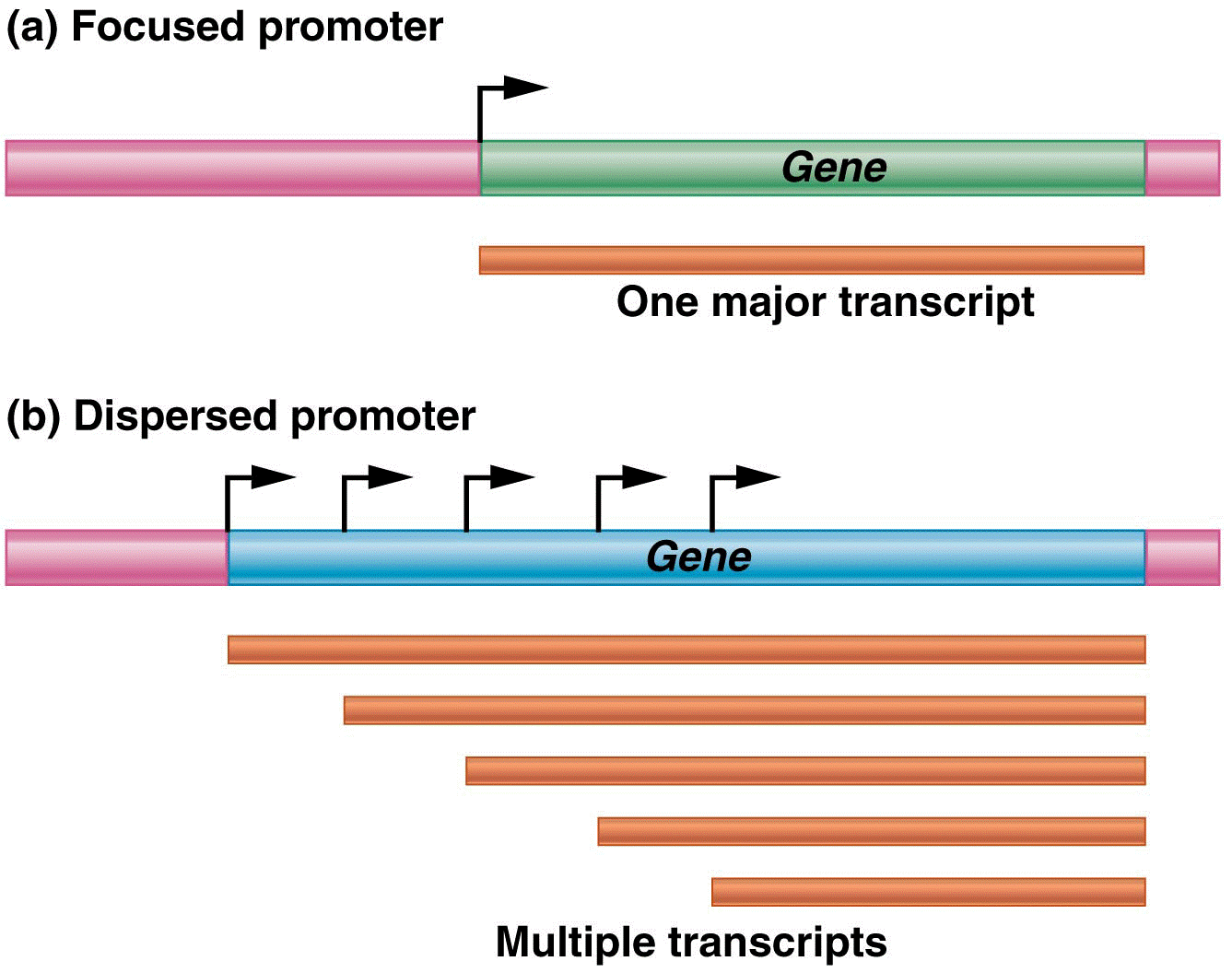 Focused and dispersed promoters