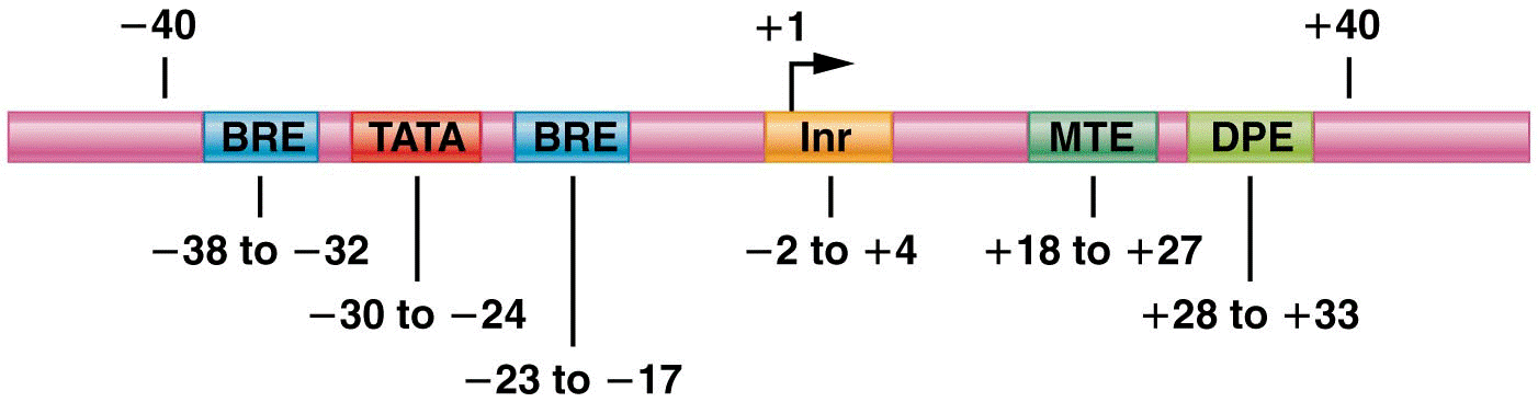 Core-promoter elements found in focused promoters