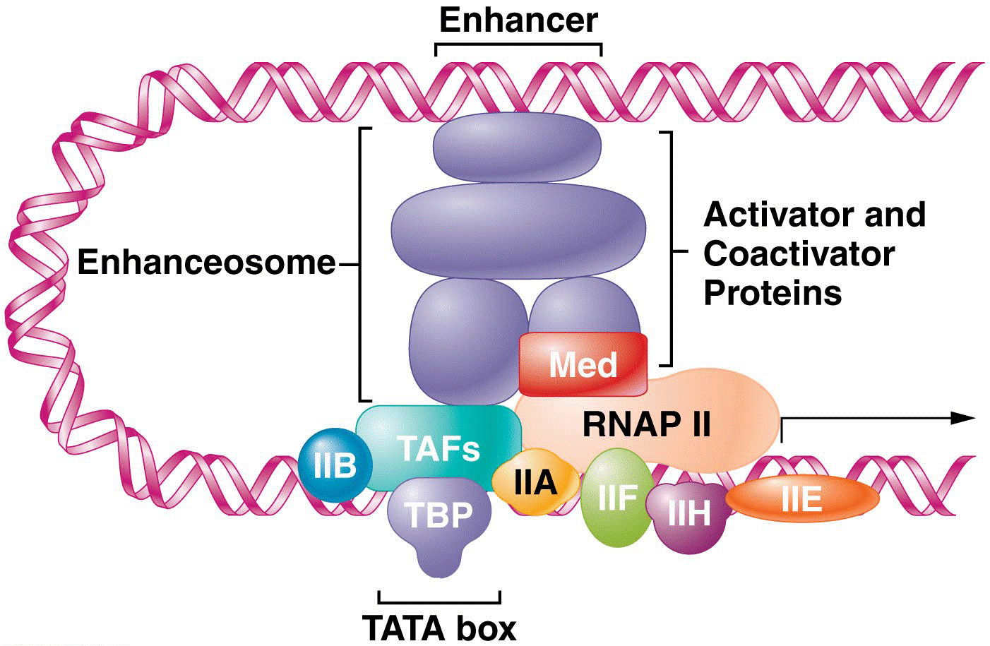 Formation of a DNA loop allows factors that bind to an enhancer or silencer