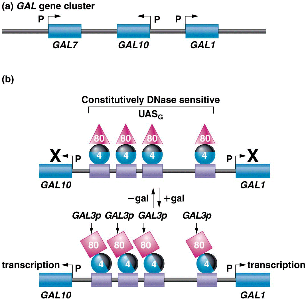 Model of GAL1 and GAL10 transcriptional activation