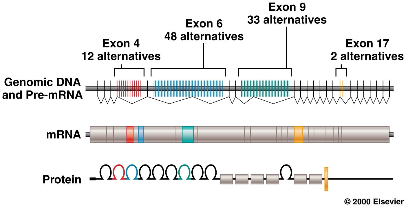 Alternative splicing of the Dscam gene mRNA