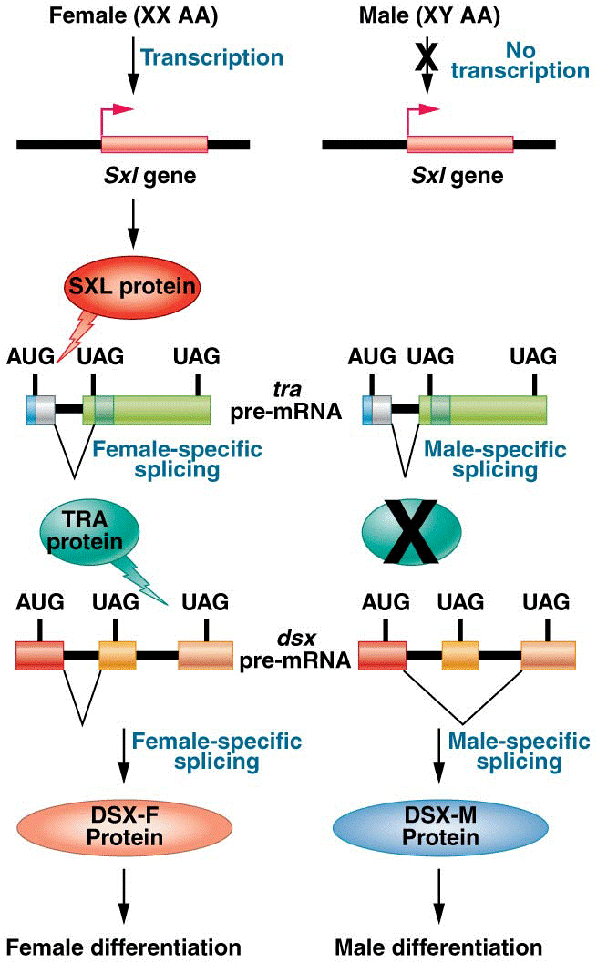 Regulation of pre-mRNA splicing that determines male and female sexual 