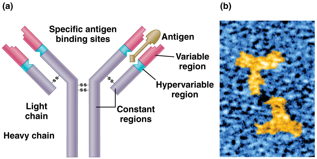 Structure of immunoglobulin molecules