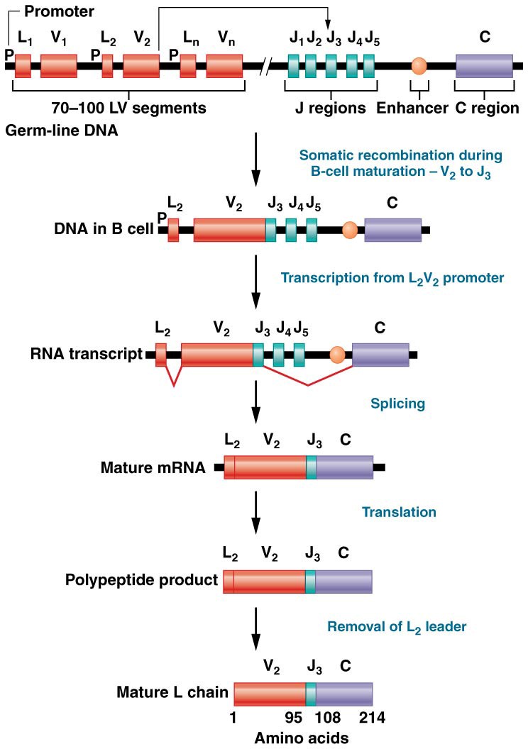 Assembly of a к light-chain gene in a B cell