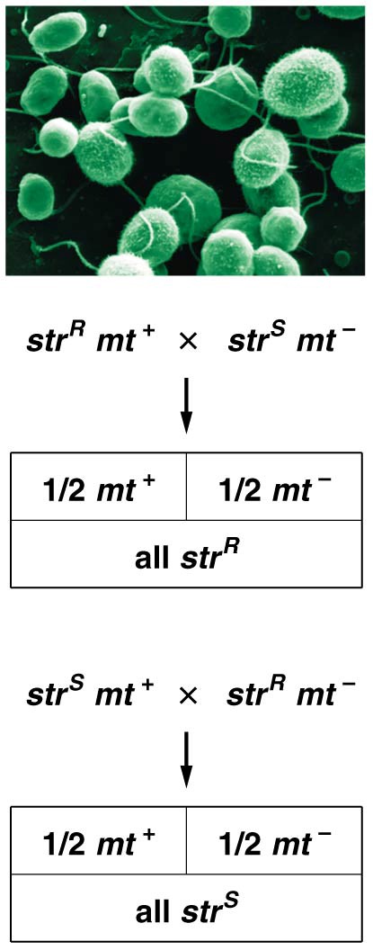 The results of reciprocal crosses between streptomycin-resistant and streptomycin-sensitive