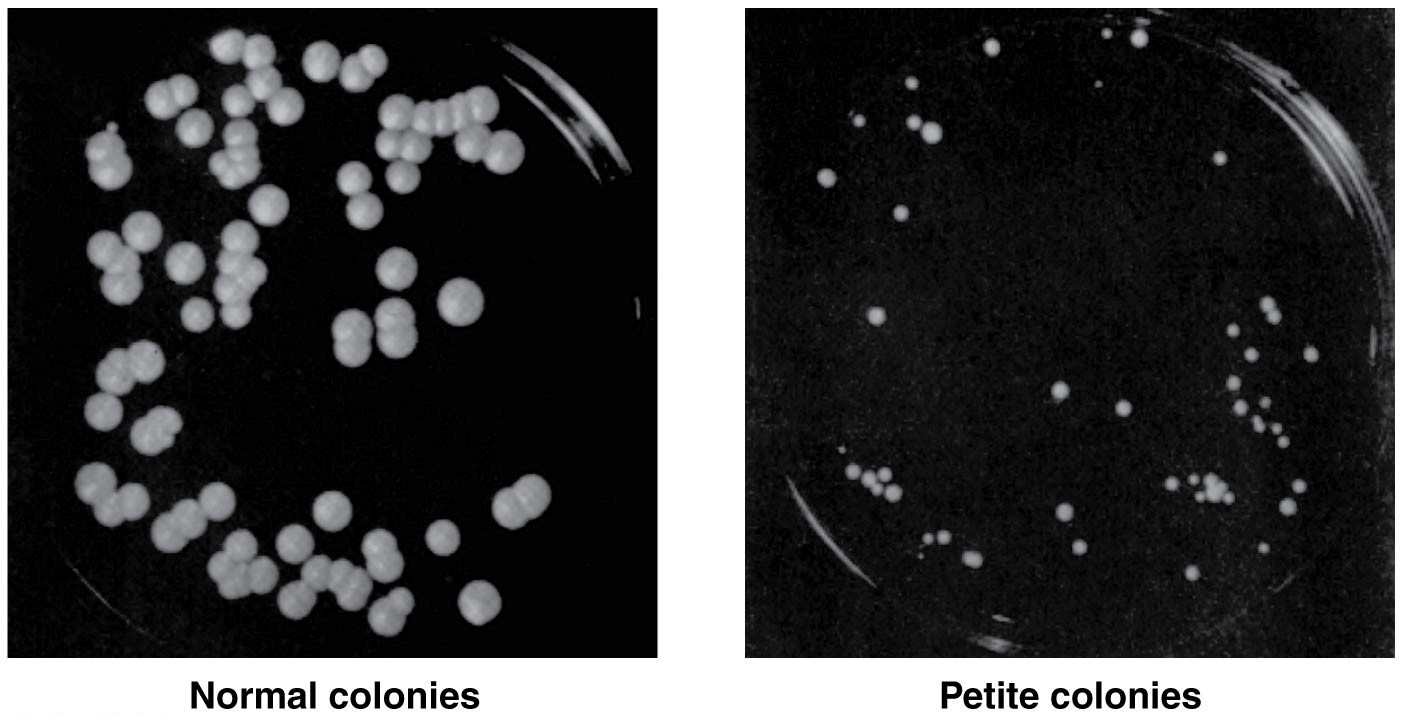 A comparison of normal versus petite colonies in the yeast Saccharomyces cerevisiae