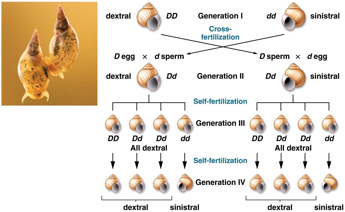 Inheritance of coiling in the snail Lymnaea peregra