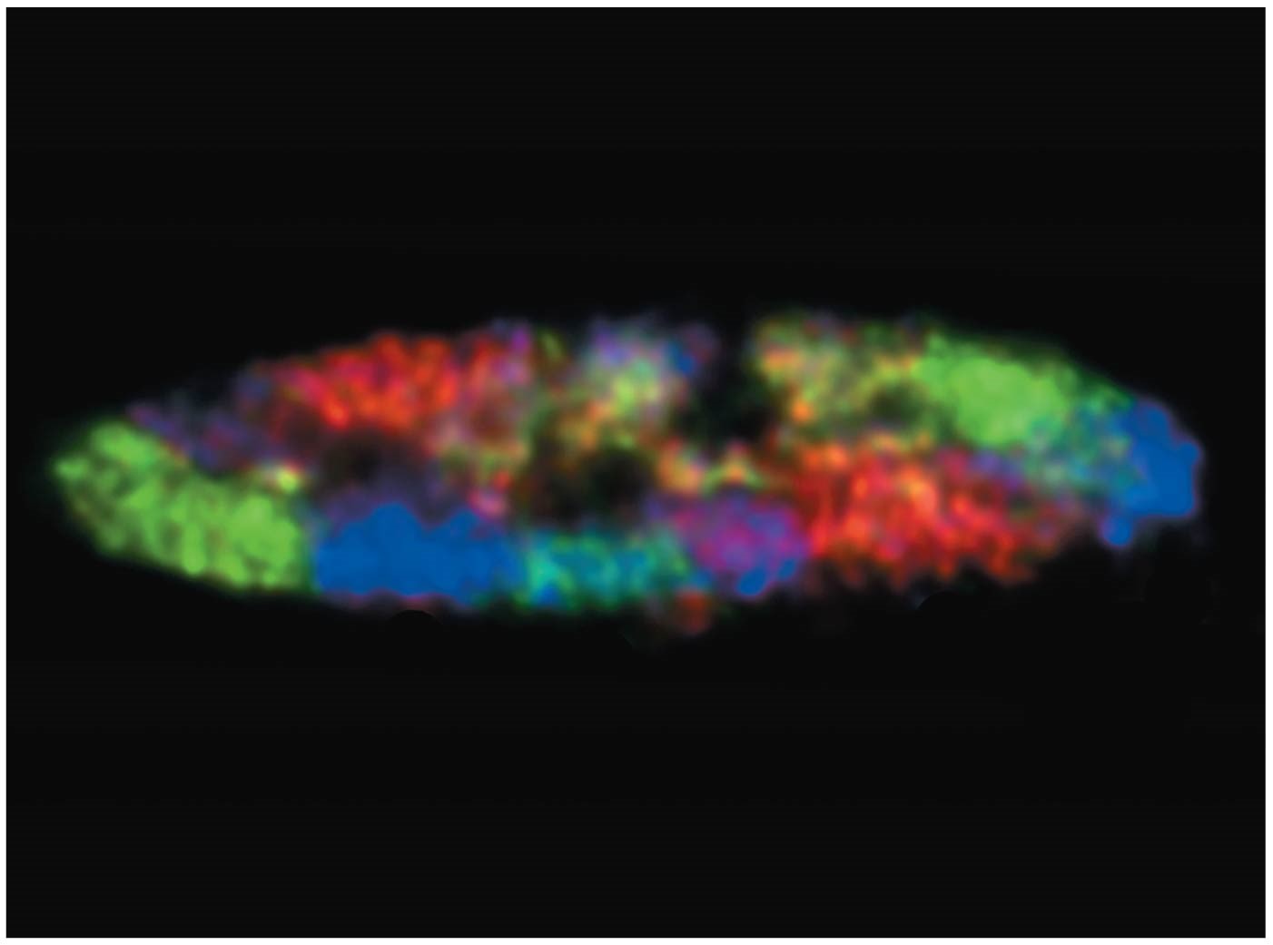 Opener Chromosome territories in a chicken cell nucleus