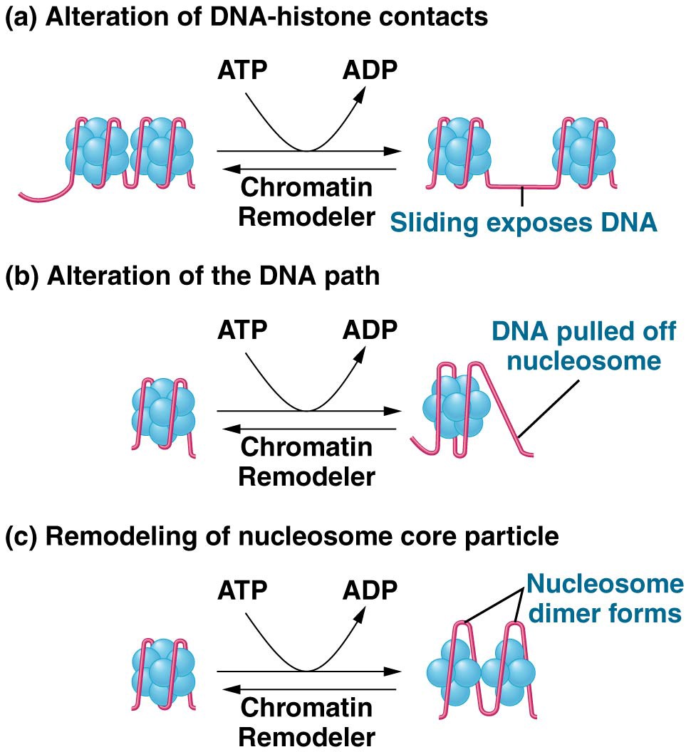 Three ways by which chromatin remodelers