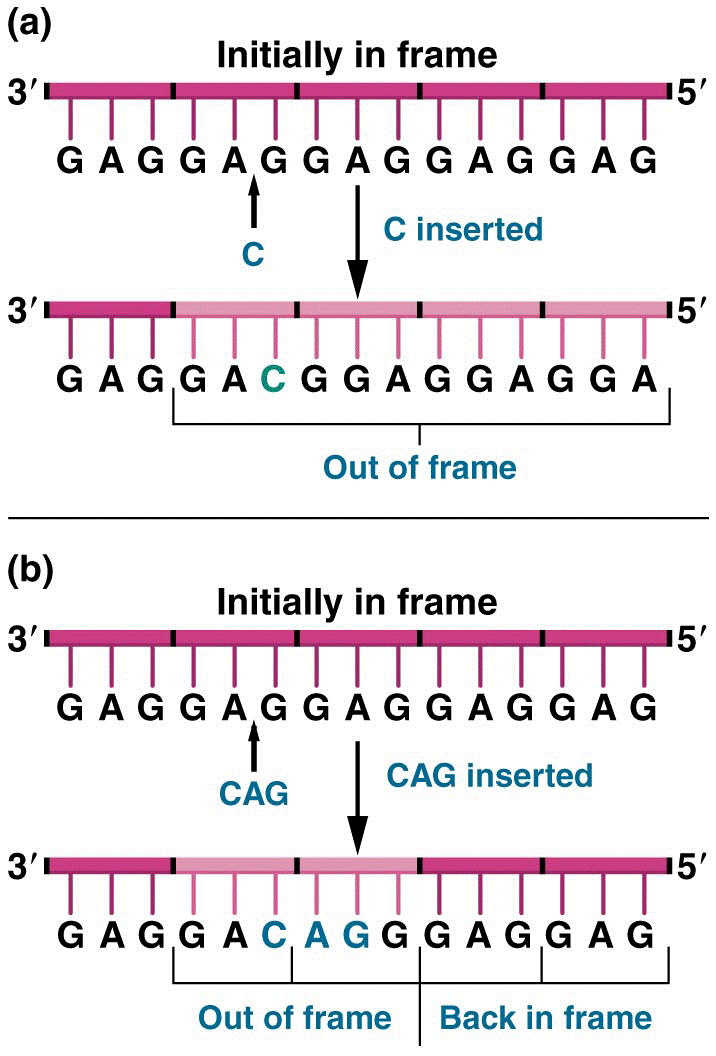 The effect of frameshift mutations on a DNA sequence repeating the triplet sequence GAG