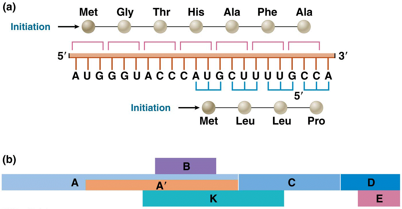 Illustration of the concept of overlapping genes