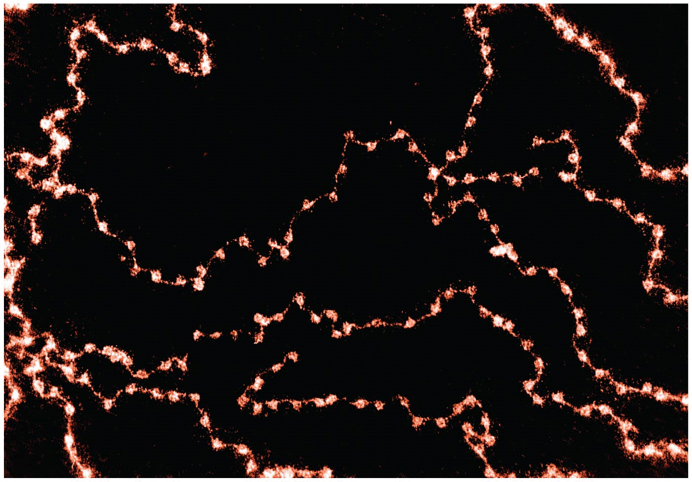 Opener Chromatin fibers spilling out of a chicken erythrocyte