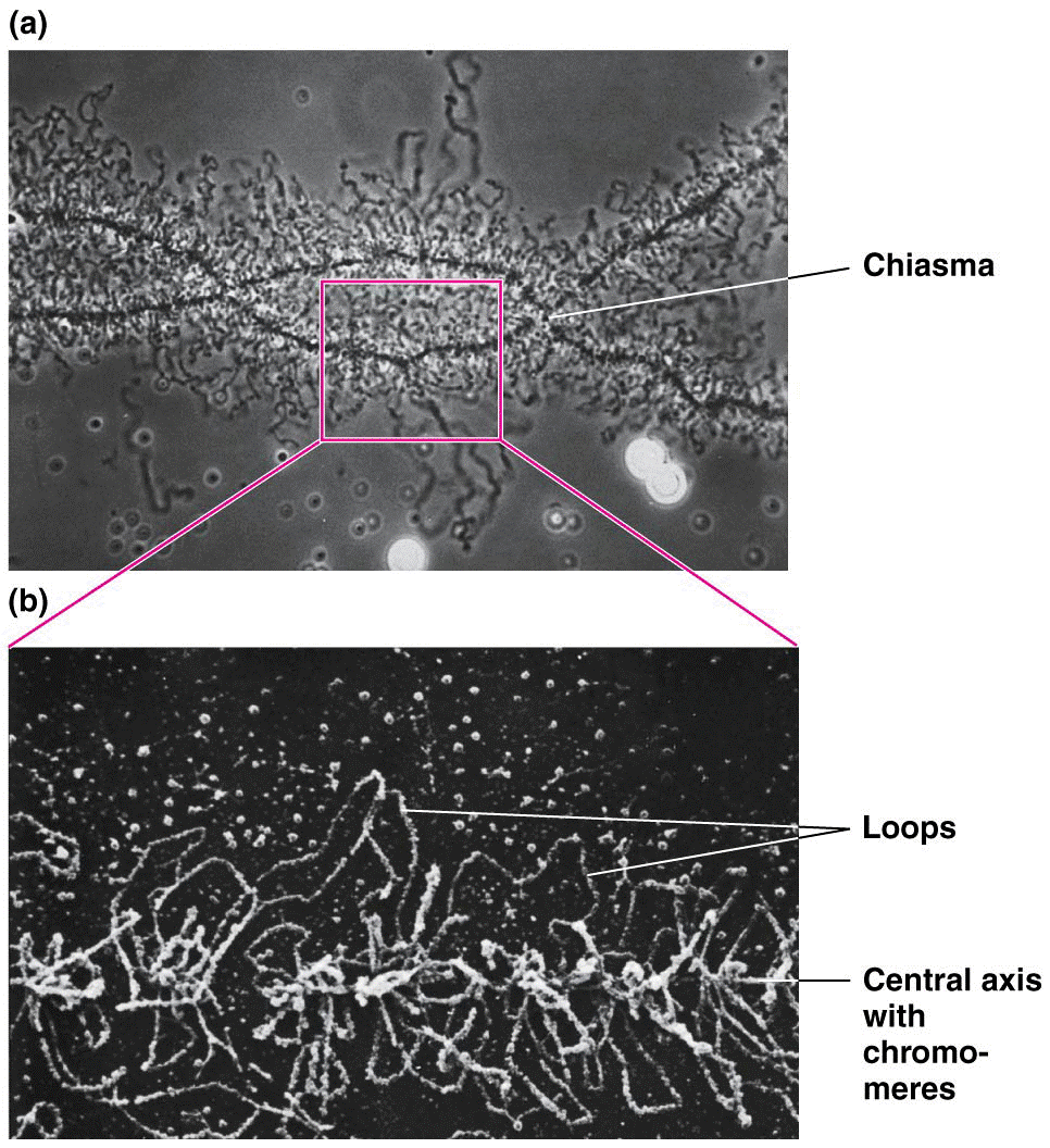 Lampbrush chromosomes derived from amphibian oocytes