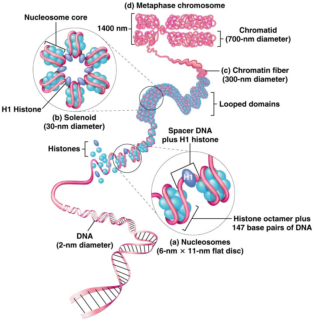 General model of the association of histones and DNA to form nucleosomes