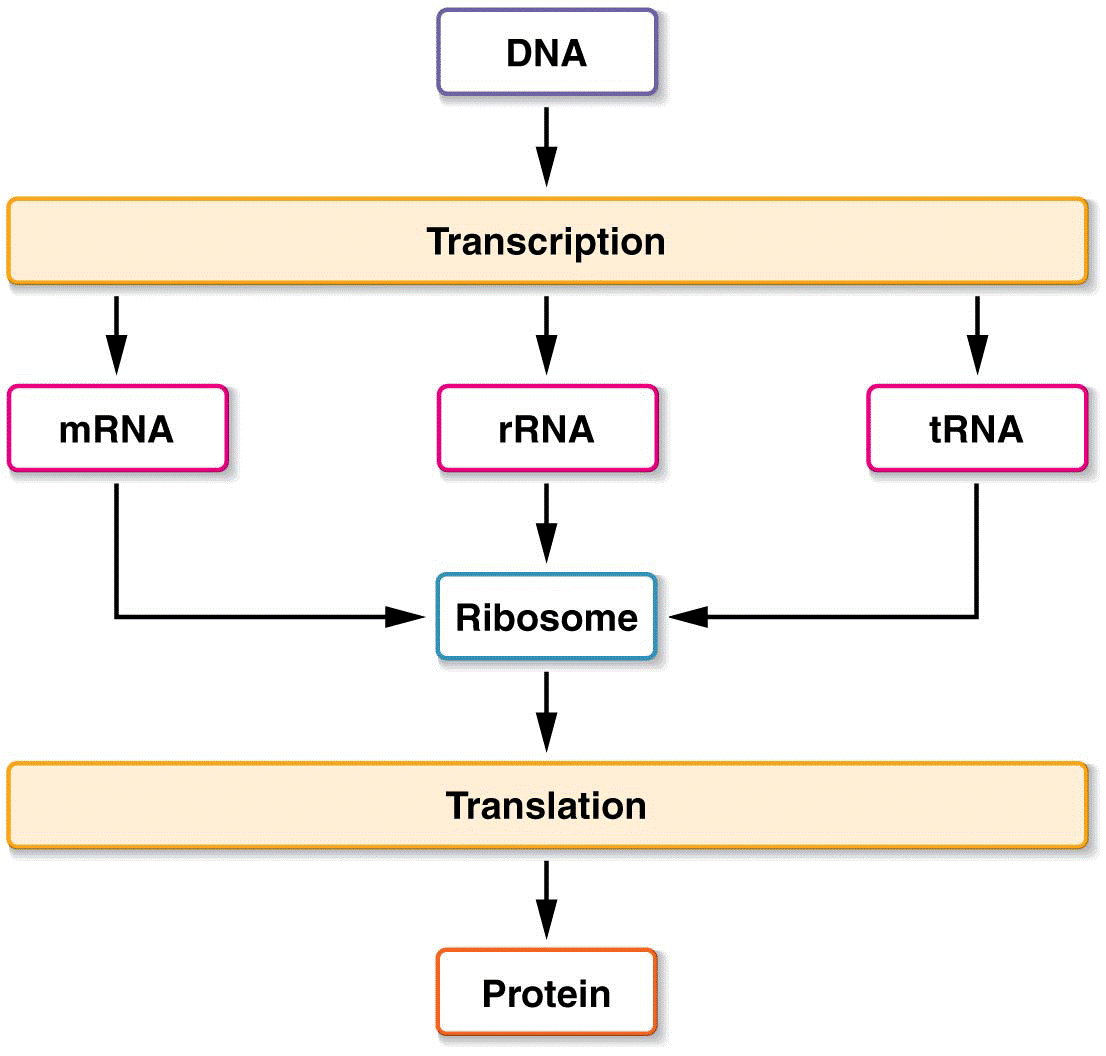 Simplified diagram of information flow (the central dogma) from DNA to RNA