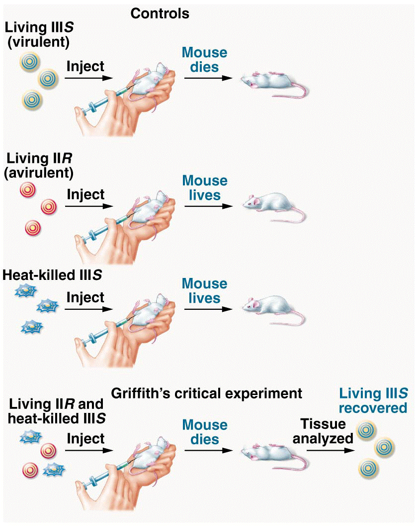 Griffith’s transformation experiment