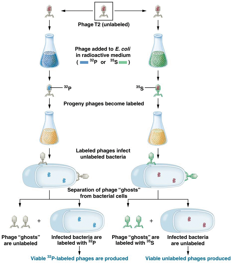 Summary of the Hershey–Chase experiment demonstrating that DNA, and not protein