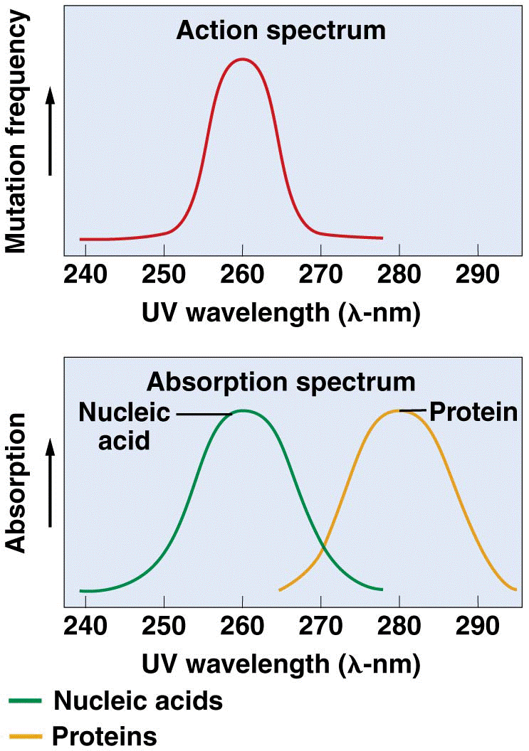 Comparison of the action spectrum and the absorption spectrum