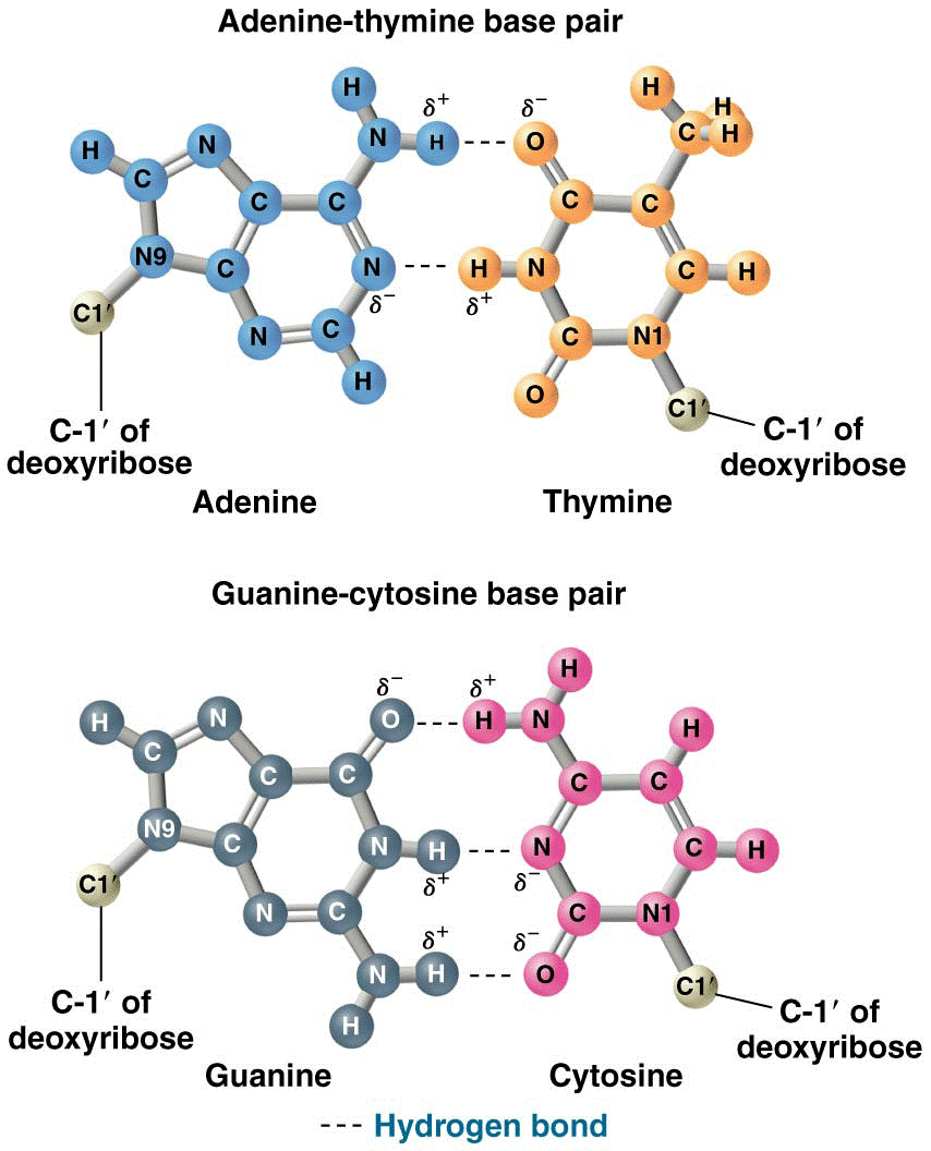 Ball-and-stick models of A=T and G≡C base pairs