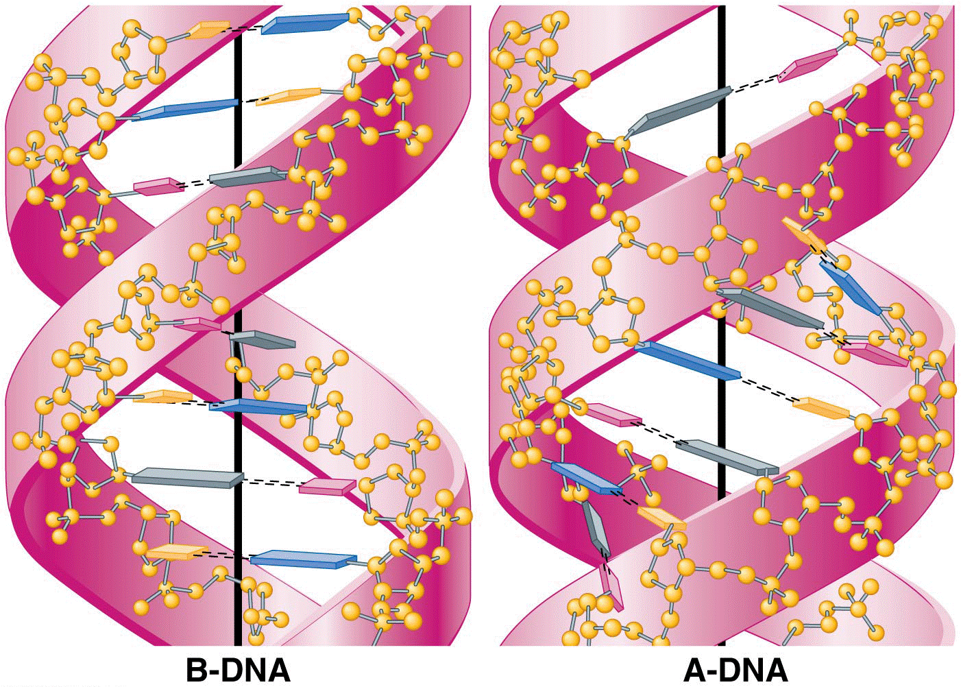 An artist’s depiction illustrating the orientation of the base 