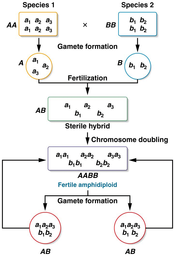 The origin and propagation of an amphidiploid