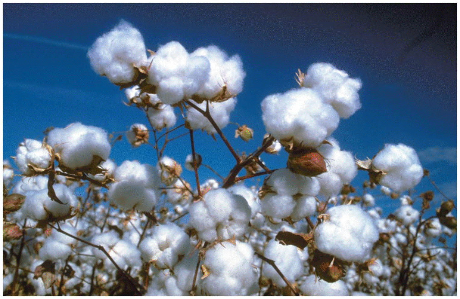 The pods of the amphidiploid form of Gossypium