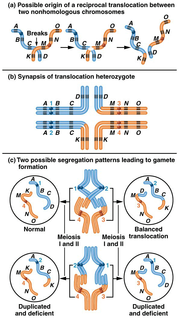 Possible origin of a reciprocal translocation