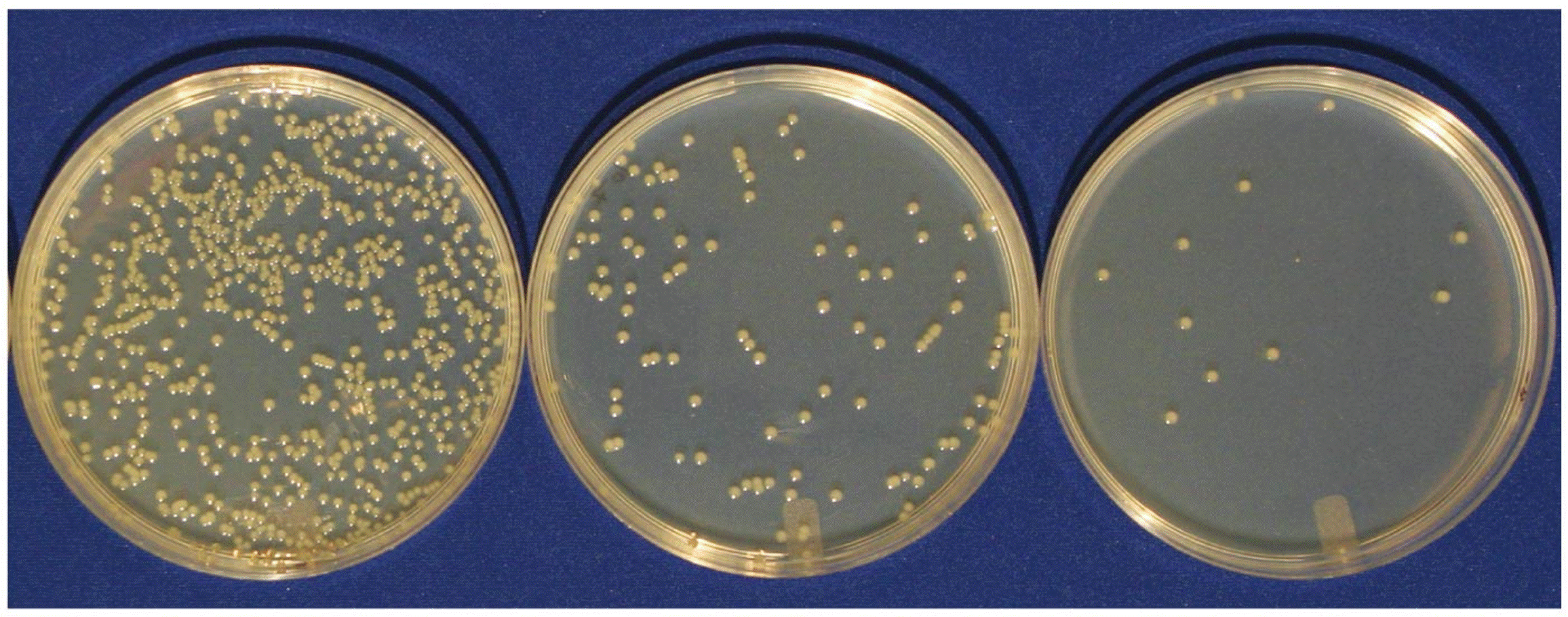 Results of the serial dilution technique and subsequent culture of bacteria