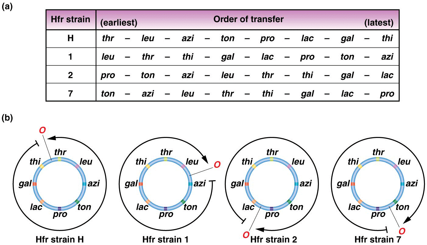 The order of gene transfer in four Hfr strains