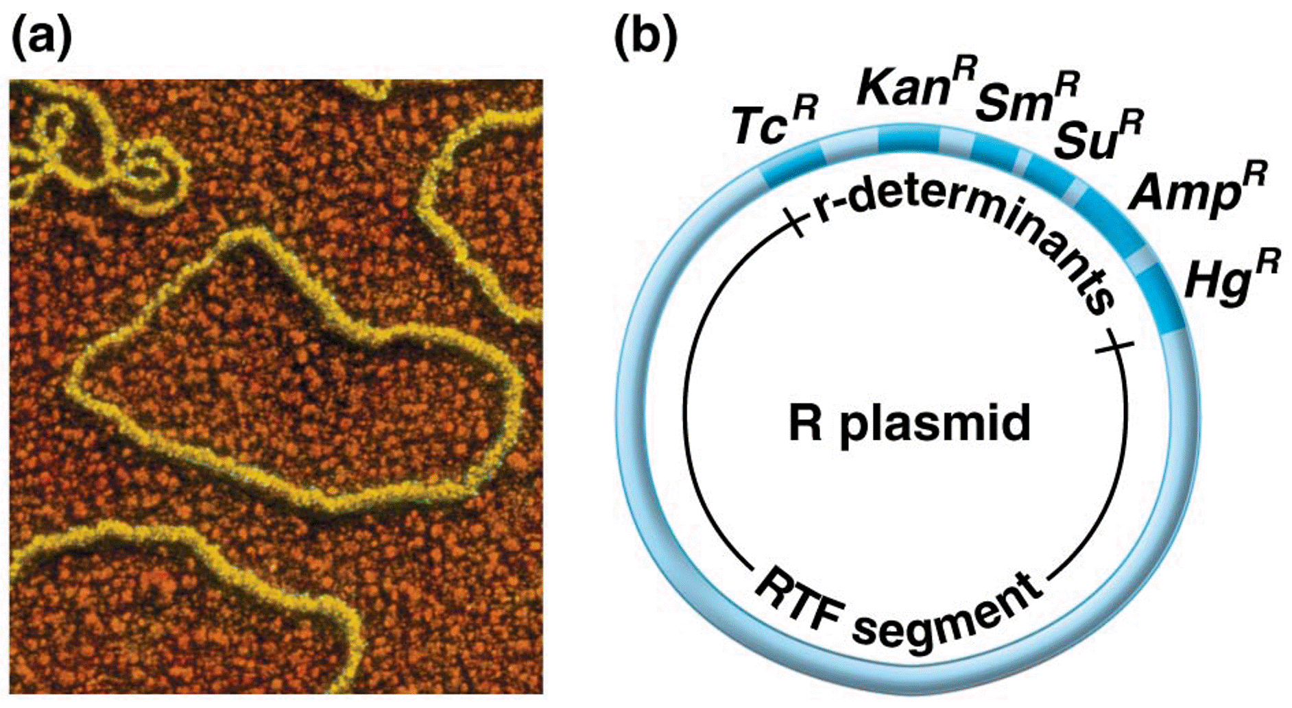 Electron micrograph of plasmids isolated from E. coli