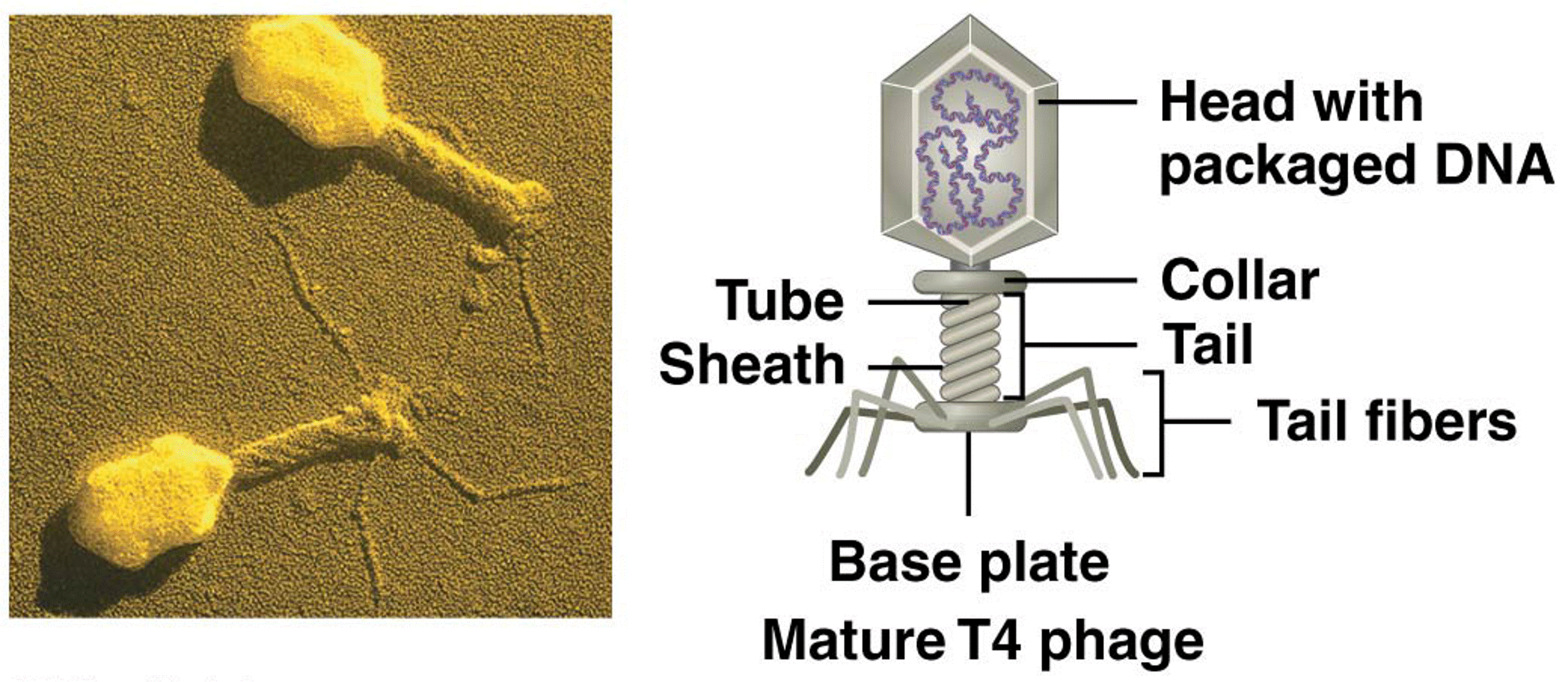 The structure of bacteriophage T4