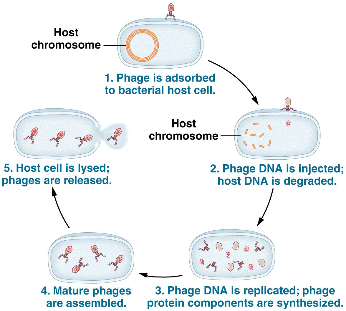 Life cycle of bacteriophage T4