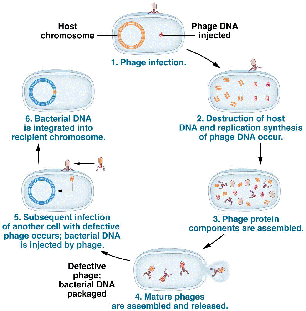 Generalized transduction