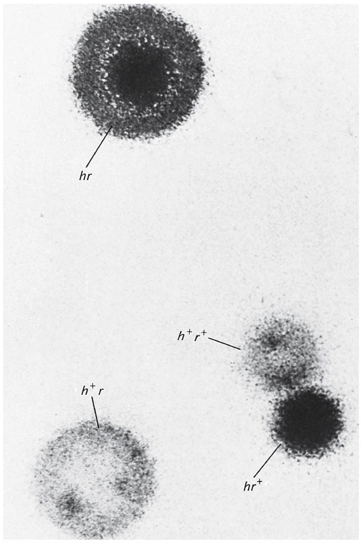 Plaque morphology phenotypes observed following simultaneous infection