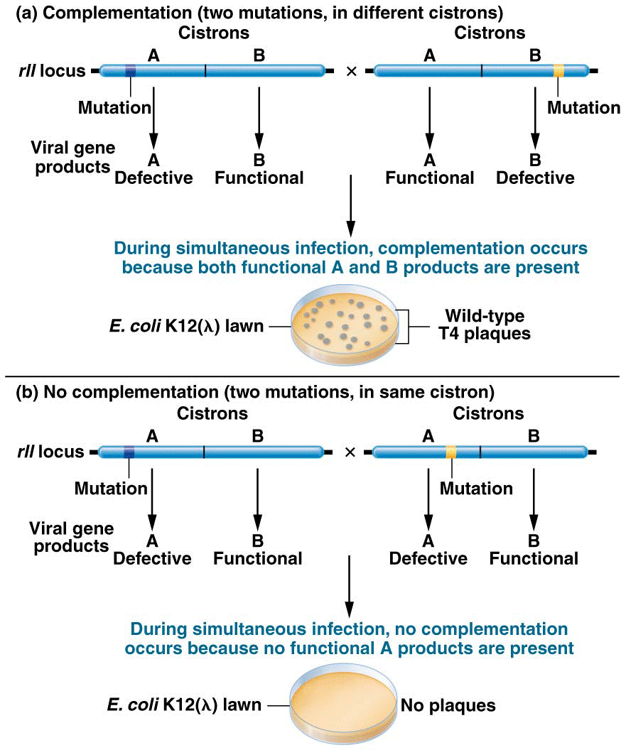 Comparison of two pairs of rII mutations