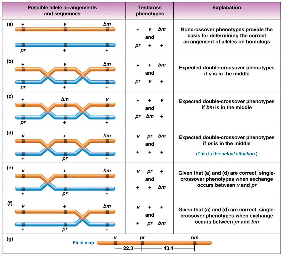 Heterozygous female parent 