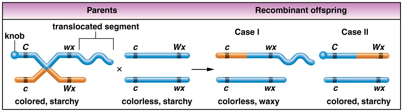 The phenotypes and chromosome compositions of parents 